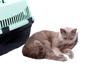 isolated image , A Scottish cat shows its tongue near a cat carrier for carrying animals