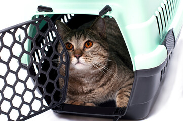 tabi gold cat inside a cat carrier, isolated image