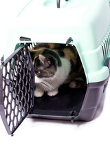 isolated image, a cat hiding in a cat carrier,
