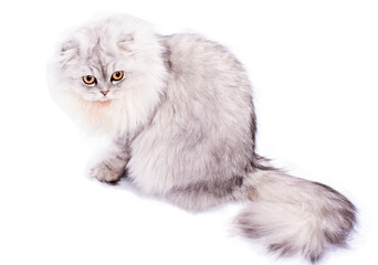 beautiful fluffy scottish fold cat light silver chinchilla sitting, isolated image