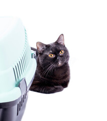 Scottish black cat lies next to a cat carrier, isolated image