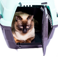 ready to transport a beautiful Siamese cat resting inside a cat carrier