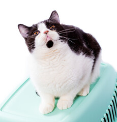 big Scotland bicolor cat sits on top of a cat carrier for carrying animals, isolated image