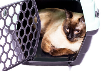 Thai cat is resting inside a cat carrier, an isolated image