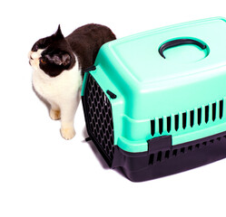 isolated image ,large Scottish bicolor cat near a cat carrier for carrying animals