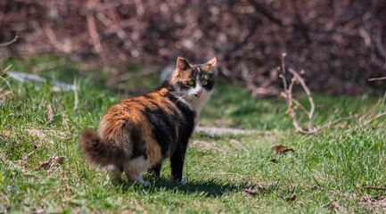 street cat in garden