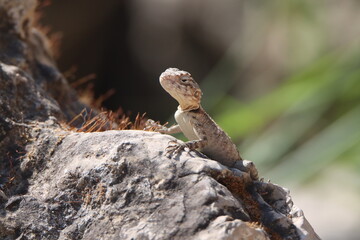 lizard on a tree