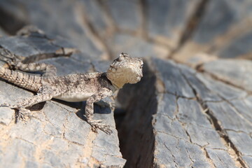 lizard on a tree