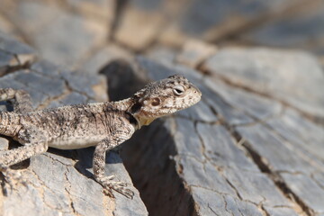 bearded dragon lizard