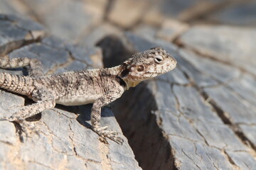 bearded dragon lizard