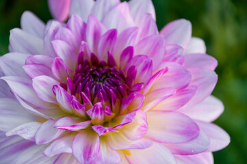 White and pinlk Dahlia with green unfocused background. High quality photo. Close-Up