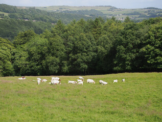 a herd of boer goats grazing in a meadow in calderdale west yorkshire