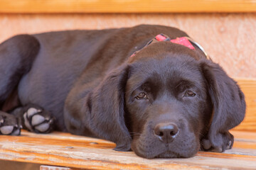 Puppy black labrador retriever lying on a bench against the backdrop of the wall on a sunny day. Dog