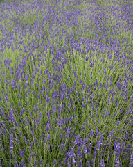 Vertical background image of beautiful lavender field with green foliage