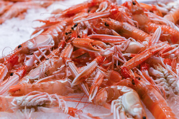 Heap of raw prawn orange shrimps lies on cold ice of refrigerator counter of food market. Delicious marine crustacean seafood for sale closeup