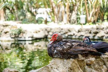 ducks in the maria luisa park , Seville, Spain.