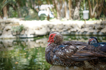 ducks in the maria luisa park , Seville, Spain.