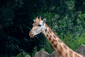 Face of adult giraffe in Guatemala zoo, central america, vertebrate mammal illuminated with natural light, endangered.