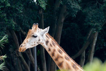 Face of adult giraffe in Guatemala zoo, central america, vertebrate mammal illuminated with natural light, endangered.