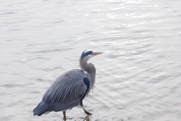 Heron Steps Forward