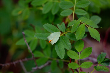 orange fungus growing on a leaf