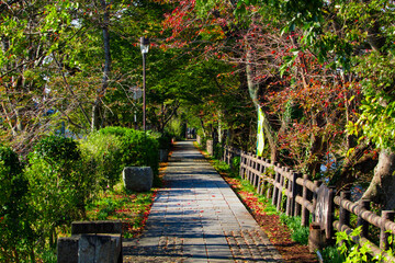 autumn path in a park