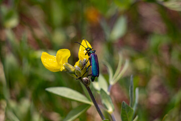 iridescent beetle on yellow flower