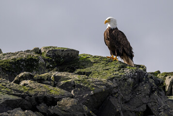 Bald Eagle, Sitka, Alaska