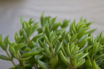 close up of green leaves sprouting on a plant