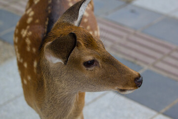 close up of a deer