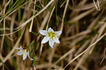 macro shot of a white flower growing among grass