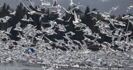 Flock of Seagulls Looking for Herring, SItka, Alaska