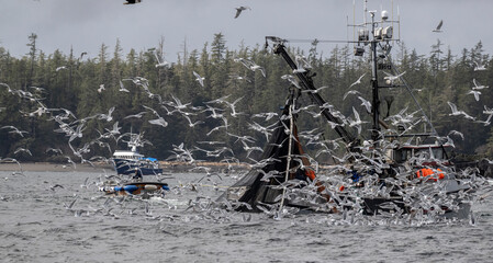Gulls and Boat Fishing for Herring, Sitka, Alaska - obrazy, fototapety, plakaty