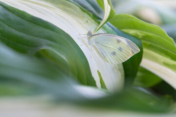Close up of a cabbage butterfly