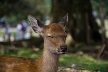 deer resting in Nara park