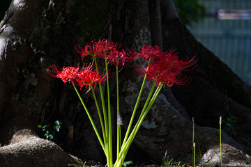 red lycoris flowers contrasting against a dark tree in the shadows