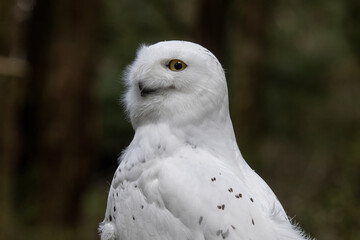 Snowy Owl, Alaska Raptor Center, Sitka, Alaska