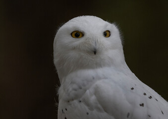 Snowy Owl, Alaska Raptor Center