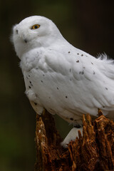 Snowy Owl, Alaska Raptor Center, Sitka, Alasaka