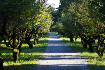 tree lined path in the park