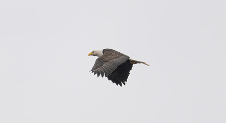 Bald Eagle in Flight