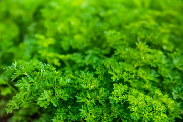 Close up of green parsley. Decorative parsley, seasoning for dishes. Close up of grass. Natural background from plants. Dark green grass background or texture.
