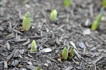 Healthy daffodil bulbs just pushing through the soil in the middle of winter