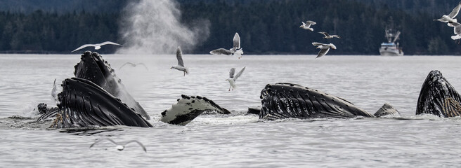 Bubble Feeding Humpback Whales, Sitka, Alaska - obrazy, fototapety, plakaty