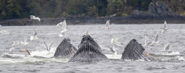 Humpback Whales Bubblenet Feeding