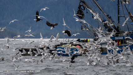 Crowd of Bald Eagles and Giulls Around Herring Nets, Sitka Alaska