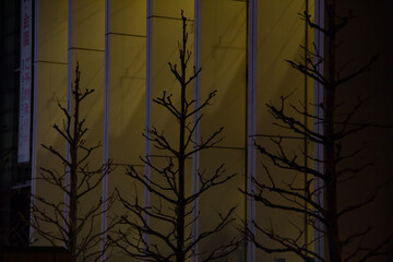 bare trees at night against a building in the city