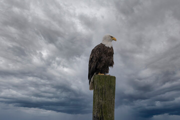 Bald Eagle on Post, Sitka, Alaska
