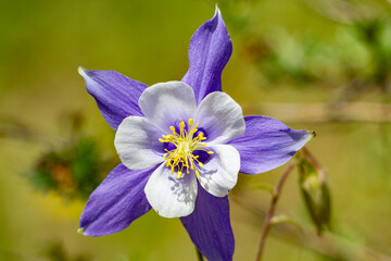 close up of a colorado blue columbine blooming in the sun
