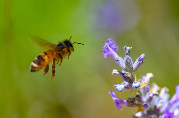 Honeybee  approaching a flower